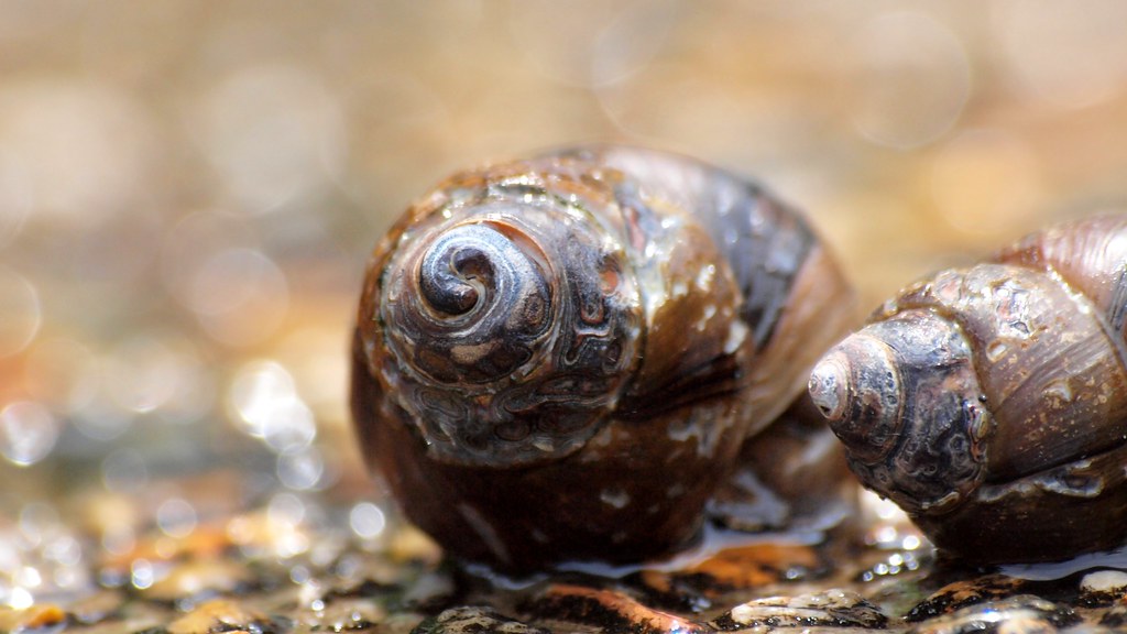 Pond Snails