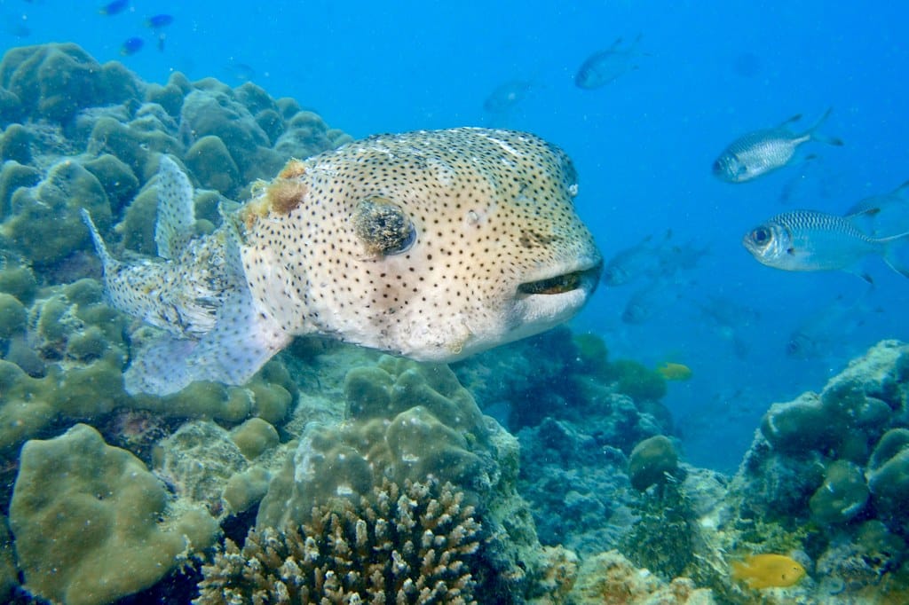 Porcupinefish