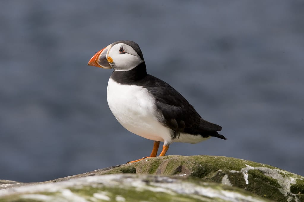 Puffin