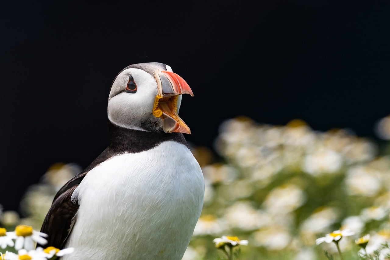 Puffins