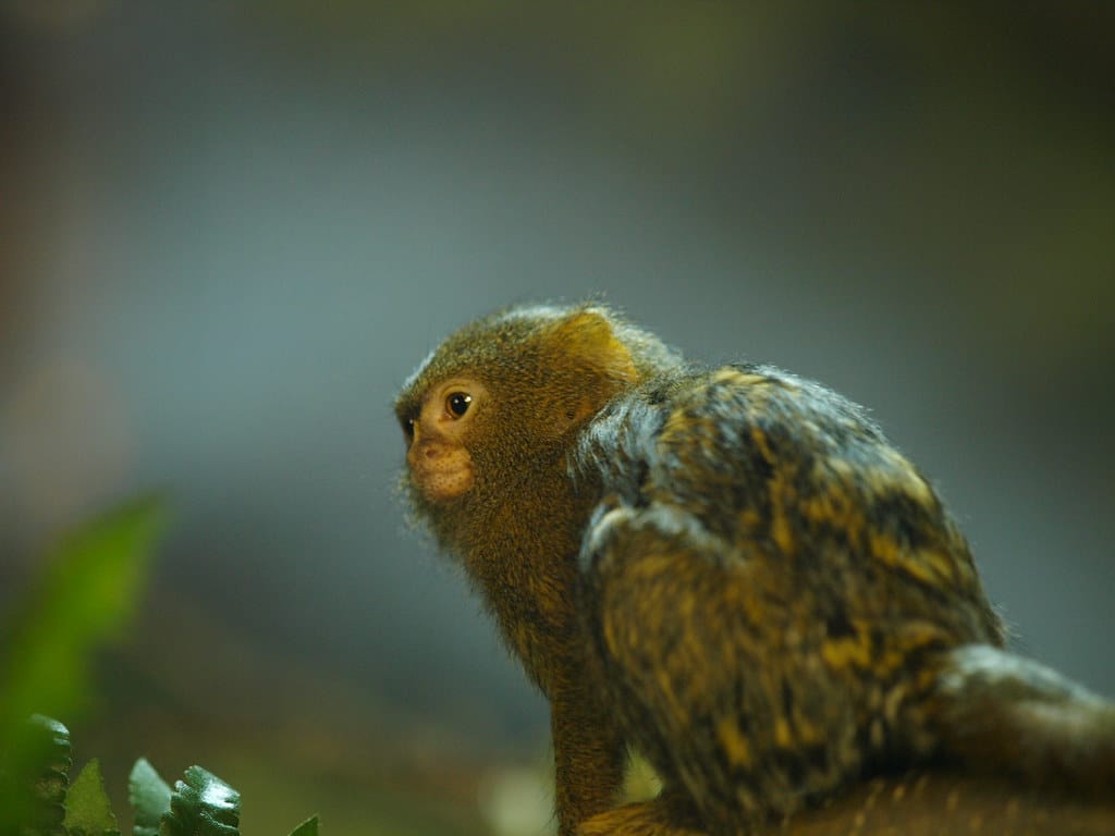 Pygmy Marmoset