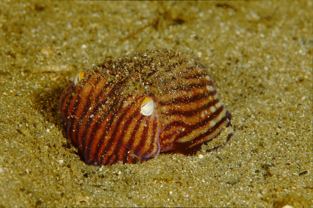 Pyjama Squid