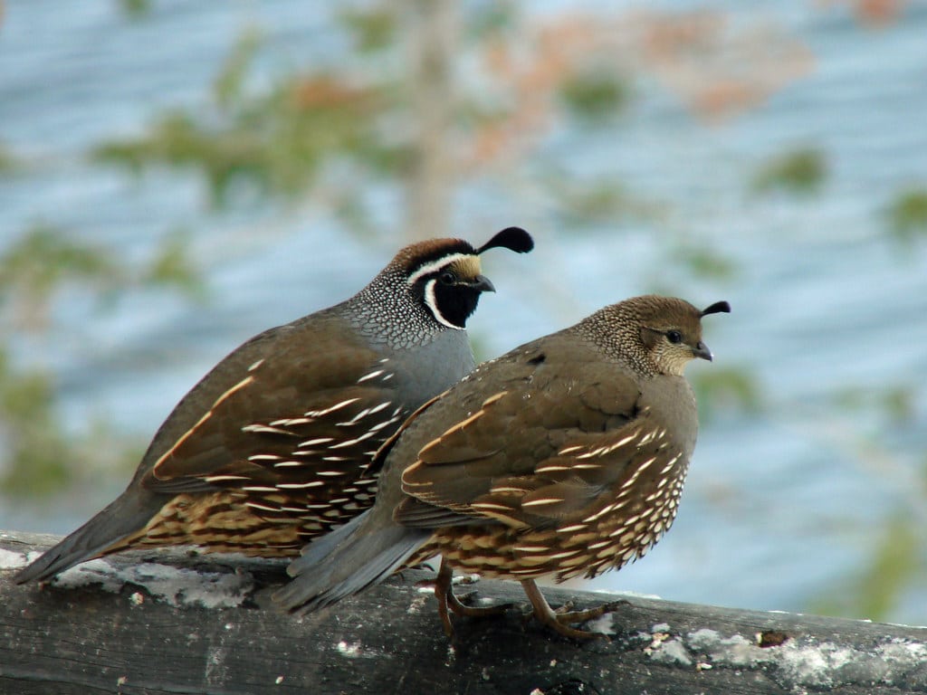 Quail - Amazing Animals That Hop