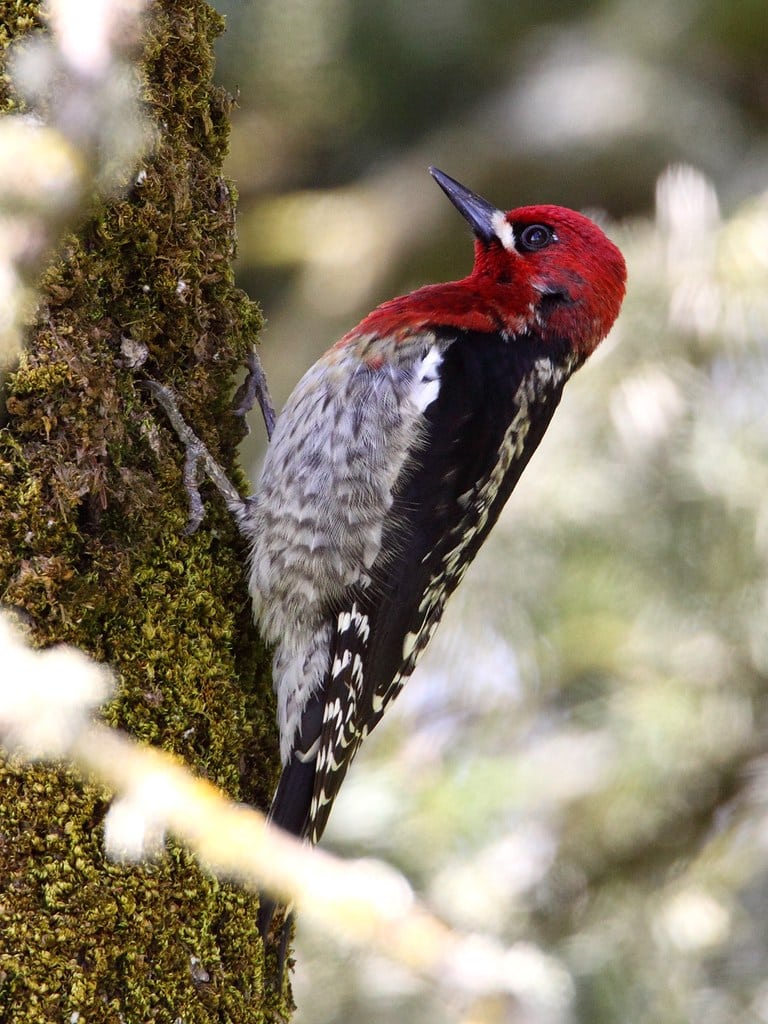 Red-breasted Sapsucker - woodpeckers in Oregon