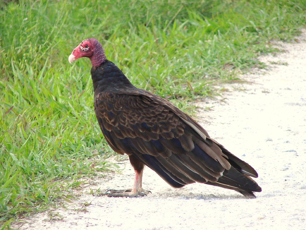 Red-headed Vultures