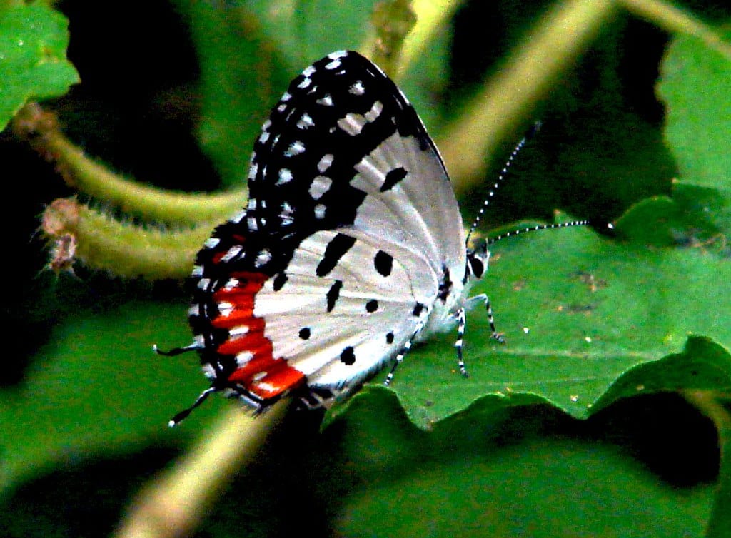 Red Pierrot