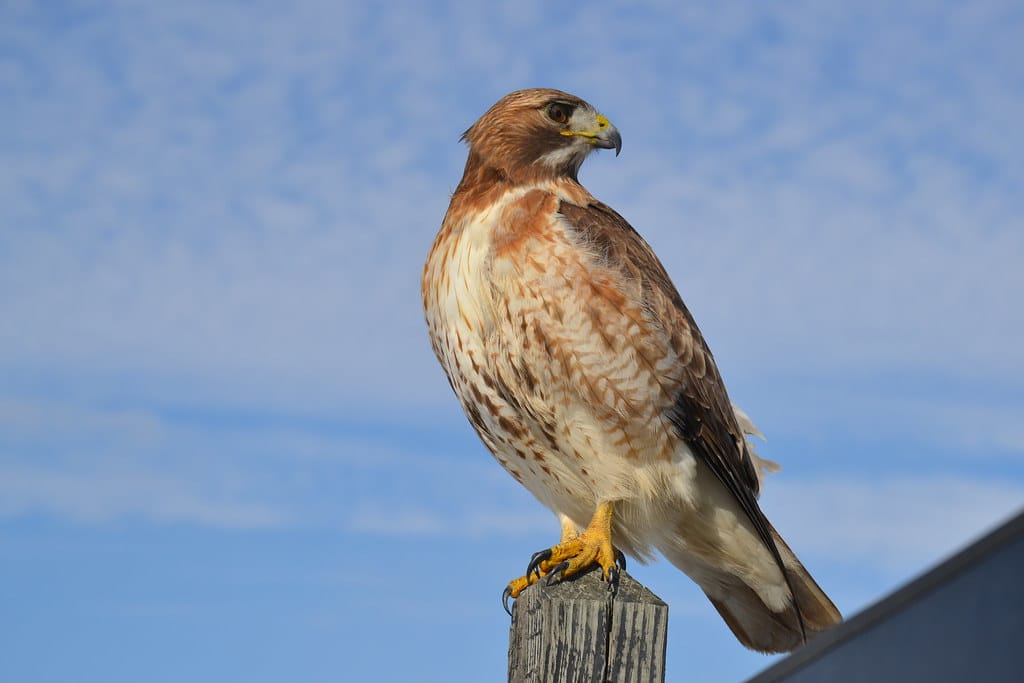 Red-Tailed Hawk