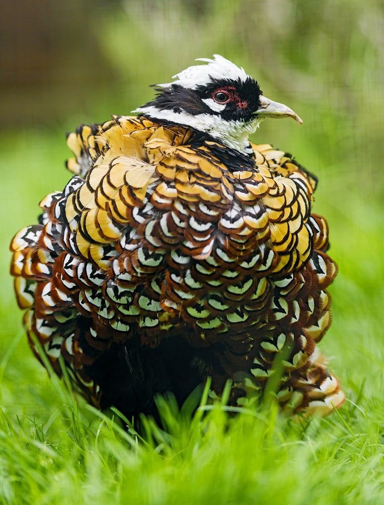 Reeves's Pheasant