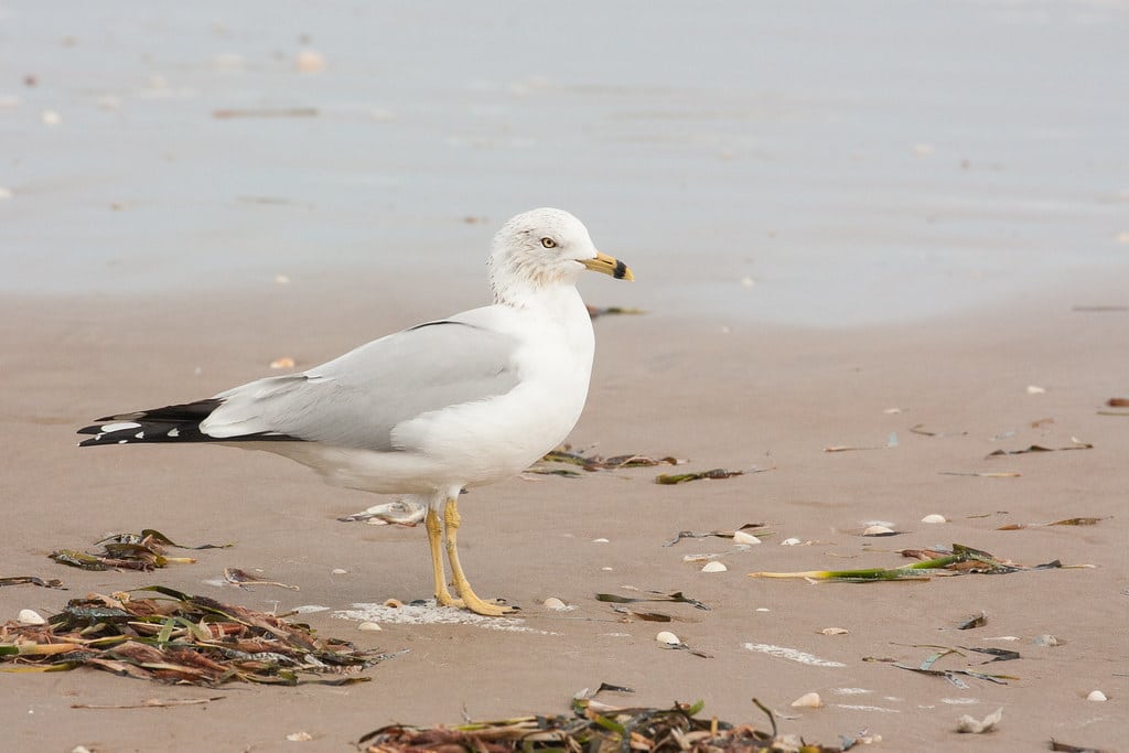 Ring-Billed Gull