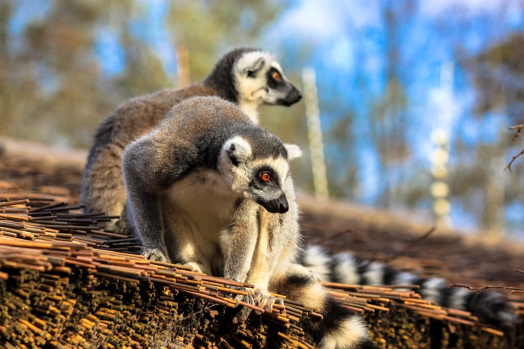 Ring-Tailed Lemur
