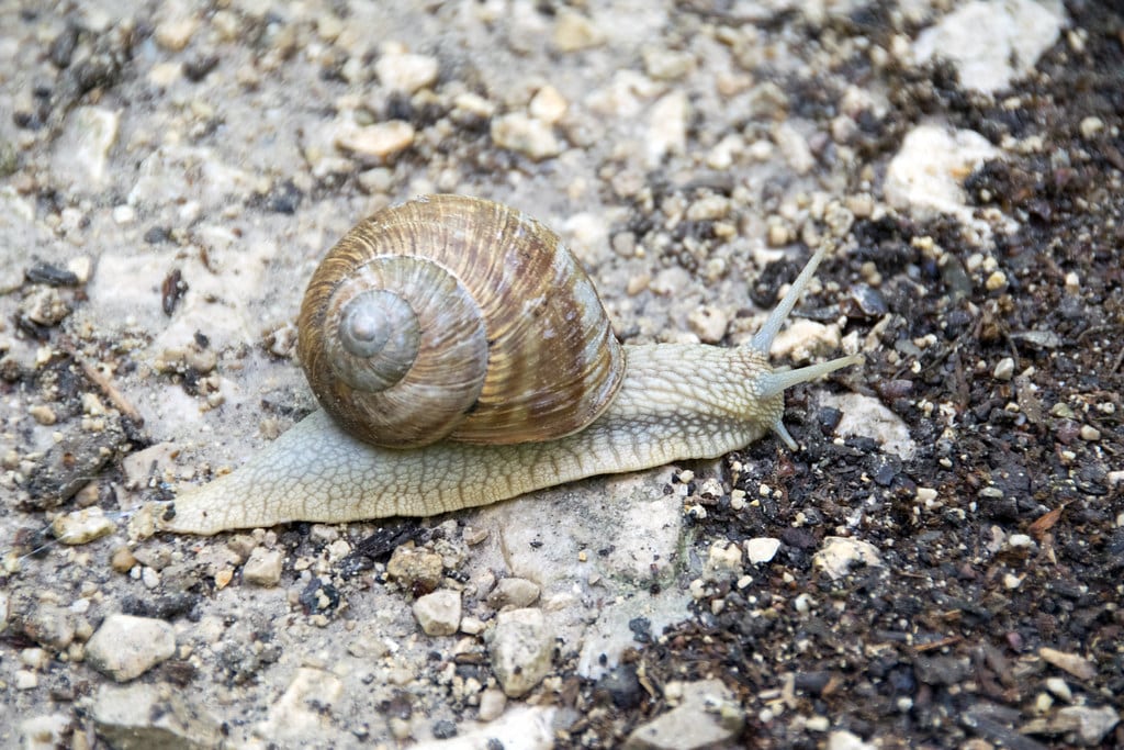 Roman Snail