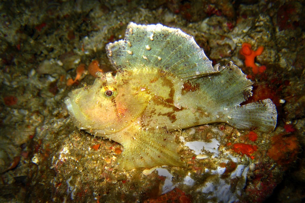Scorpionfish