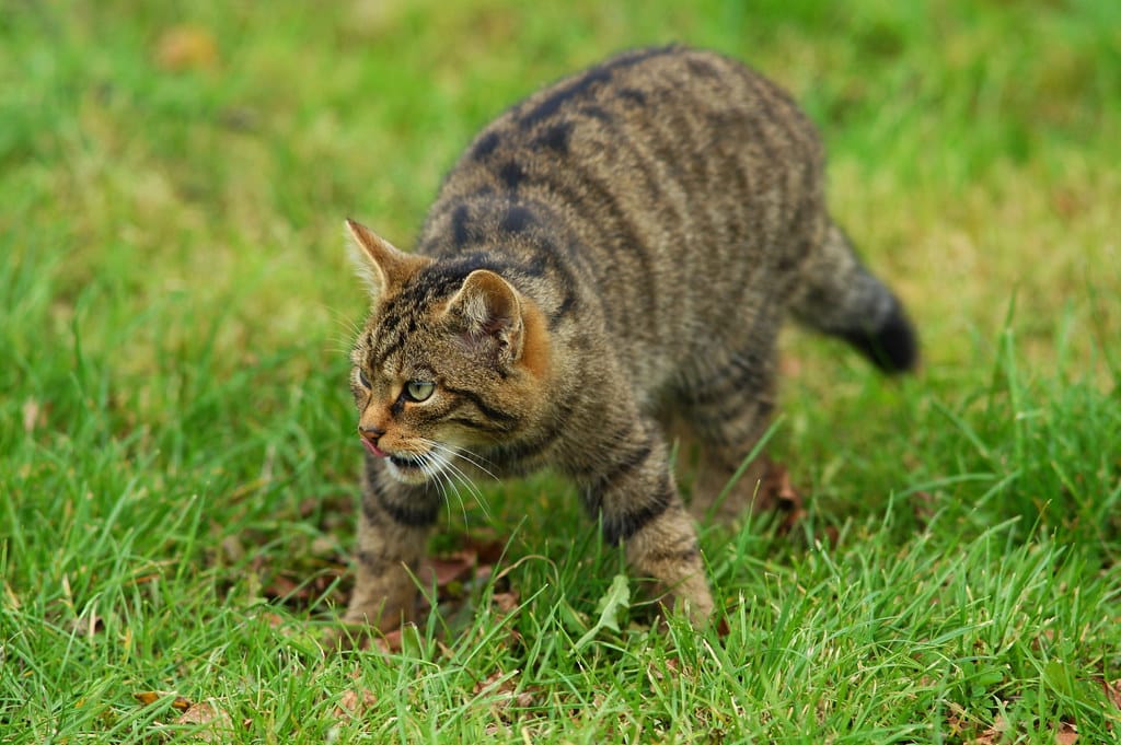 Scottish Wildcat
