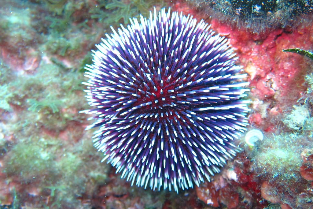 Sea Urchins