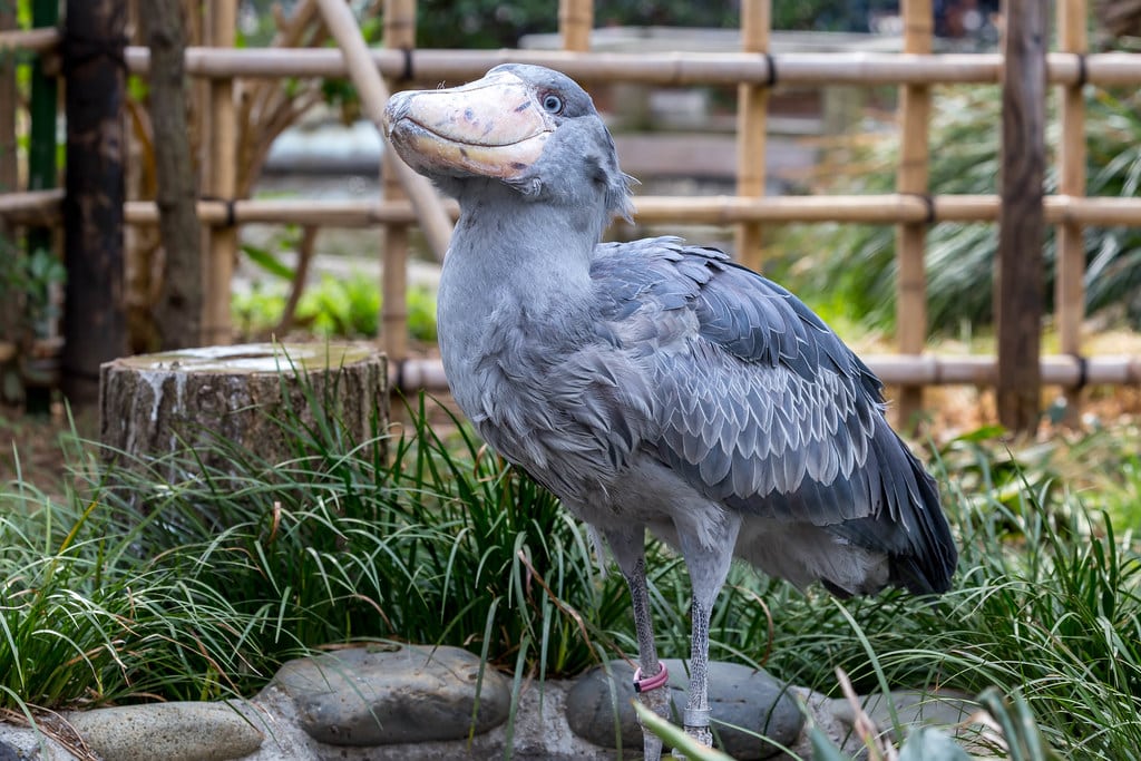 Shoebill