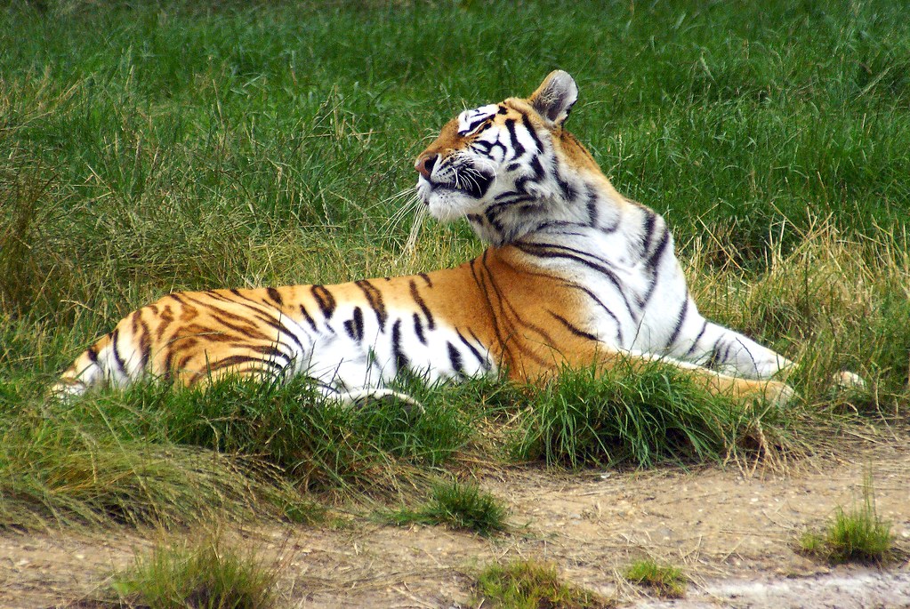 Siberian Tiger