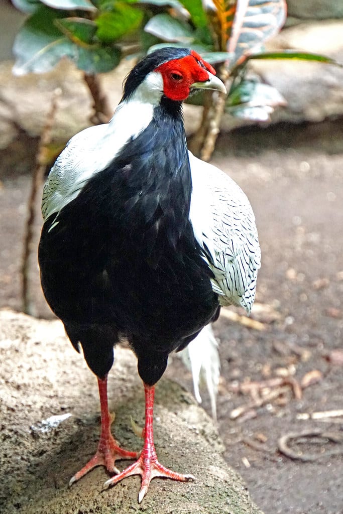 Silver Pheasant