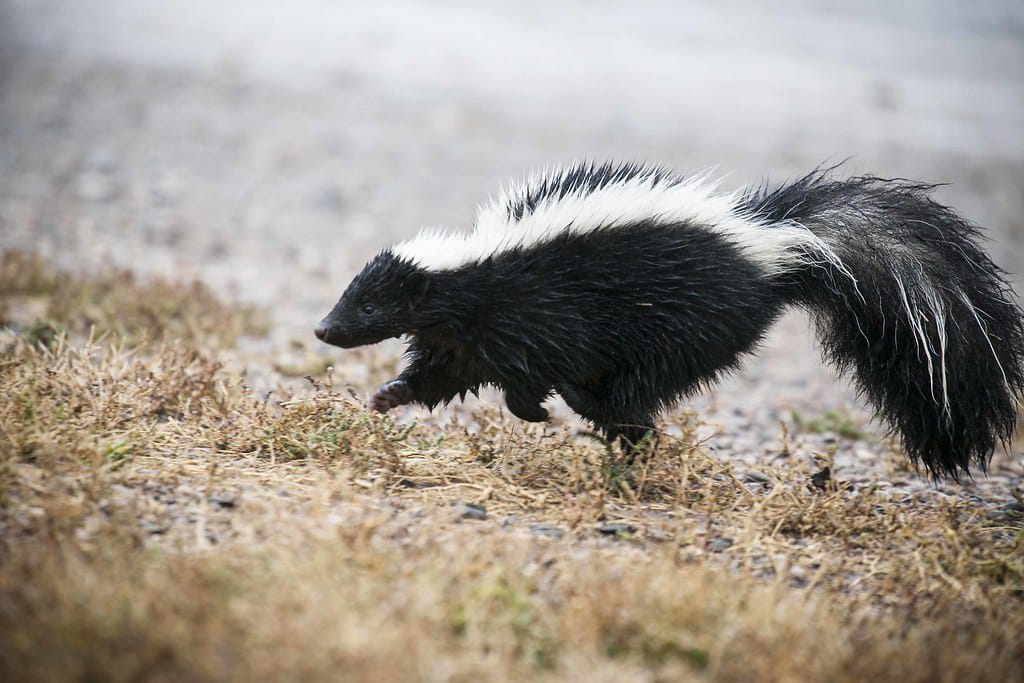 Skunk