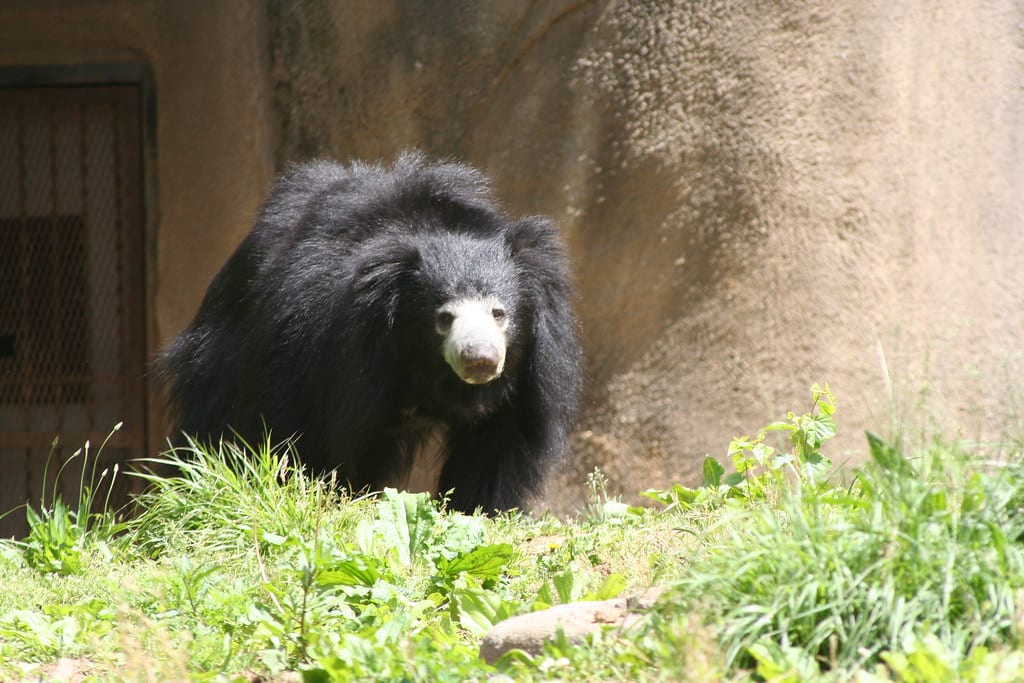 Sloth Bear