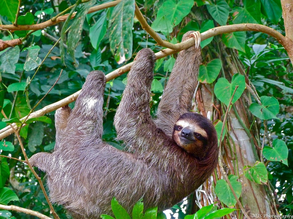 Sloth