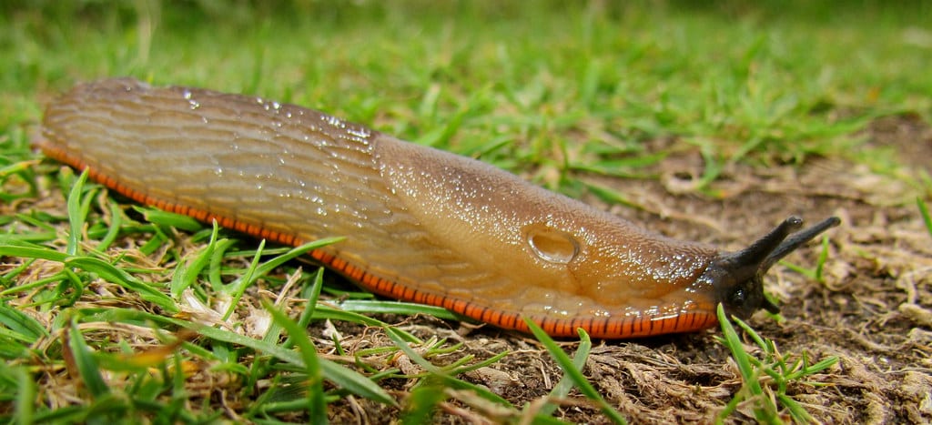 Slug