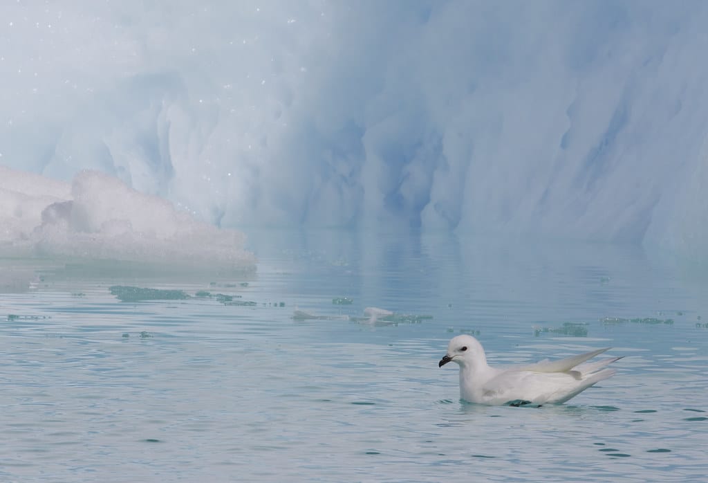 Snow Petrel