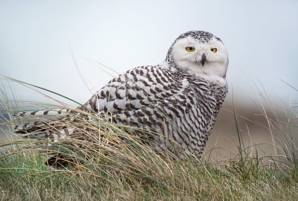 Snowy Owls