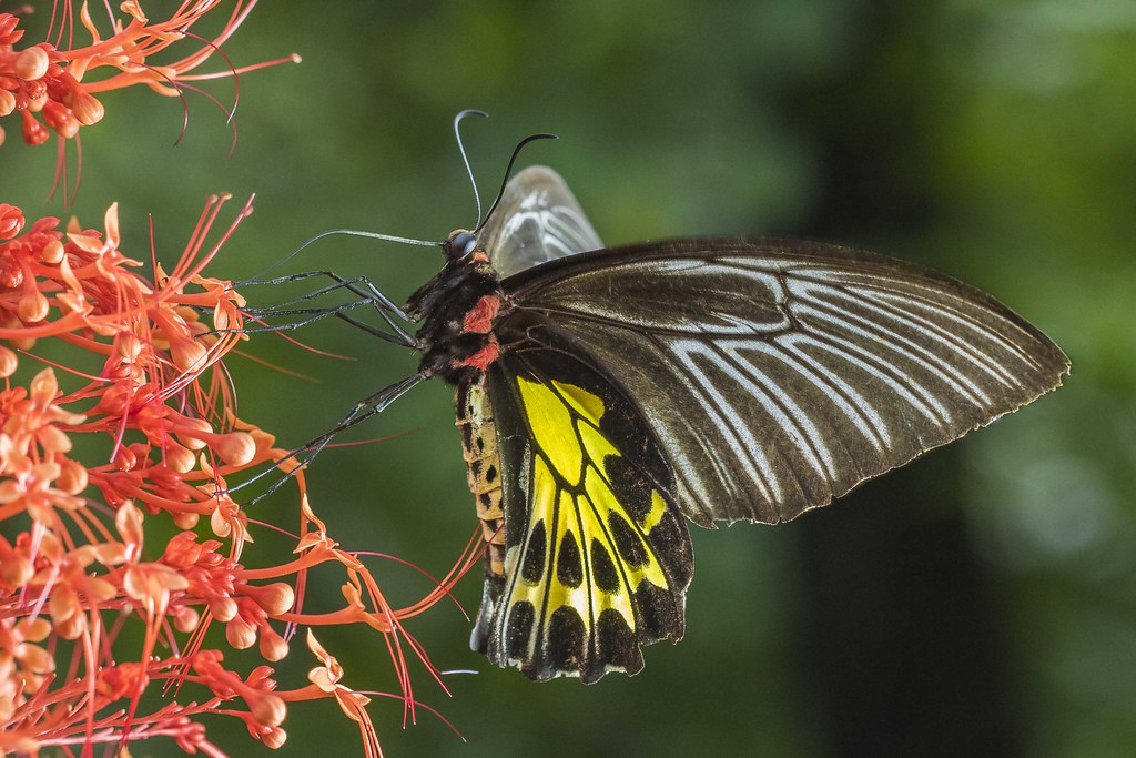 Southern Birdwing