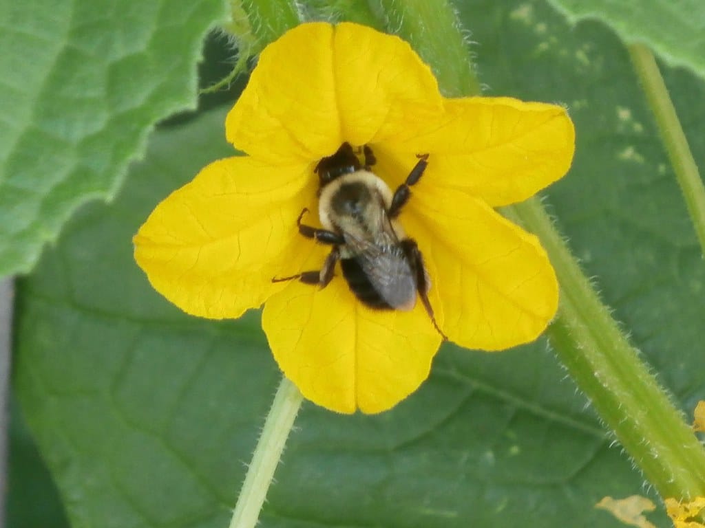 Squash Bees - Types of Bees in Kansas
