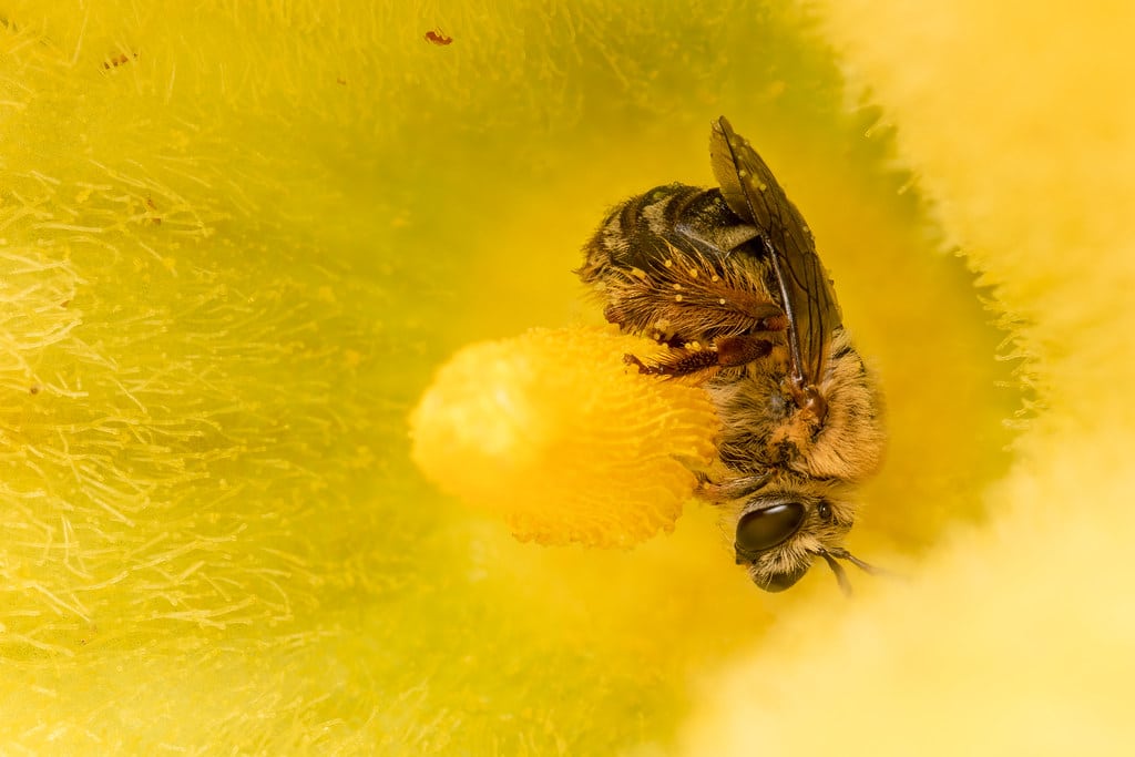 Squash Bees