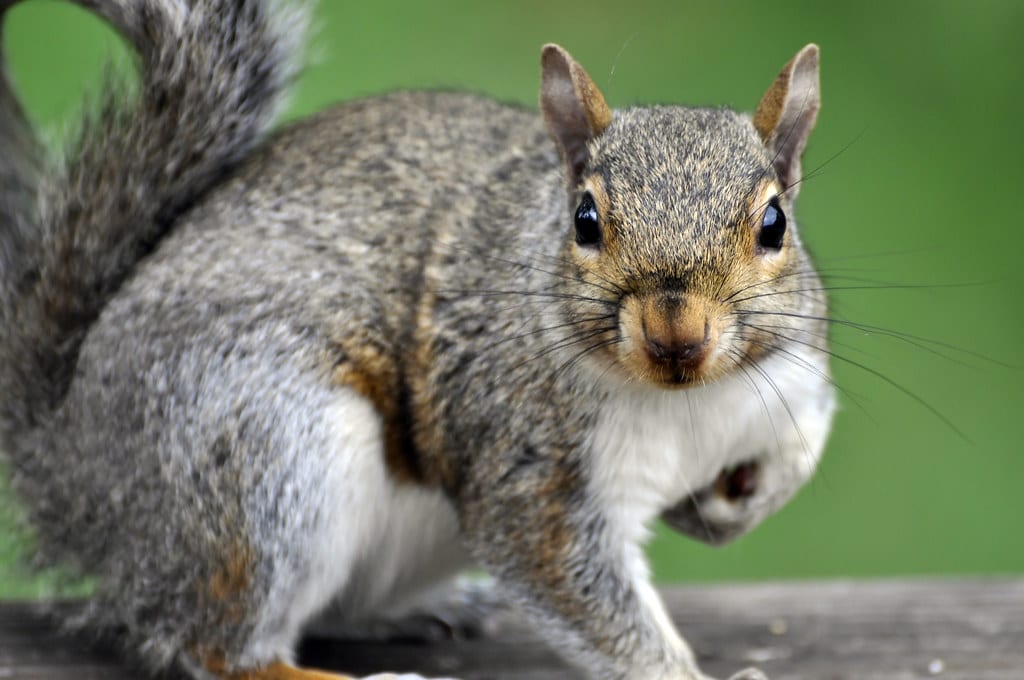 Squirrels - Animals With Claws