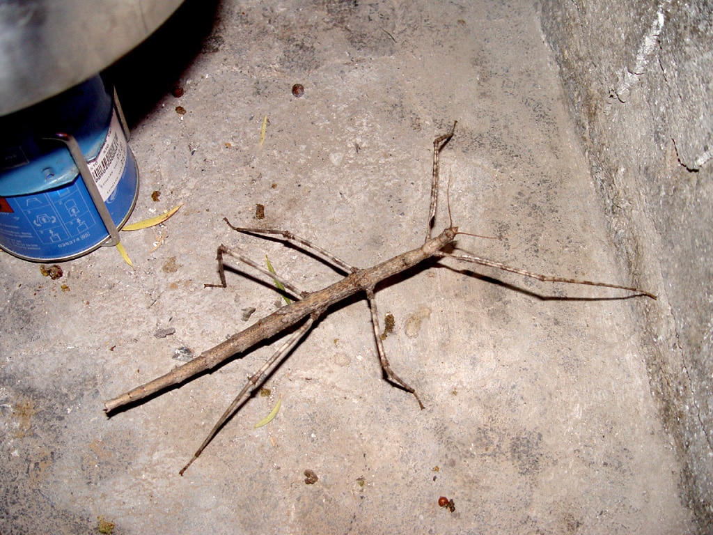 Stick Insect