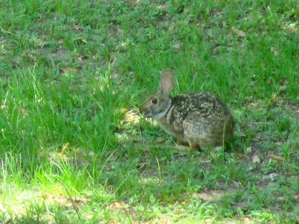 Swamp Rabbit