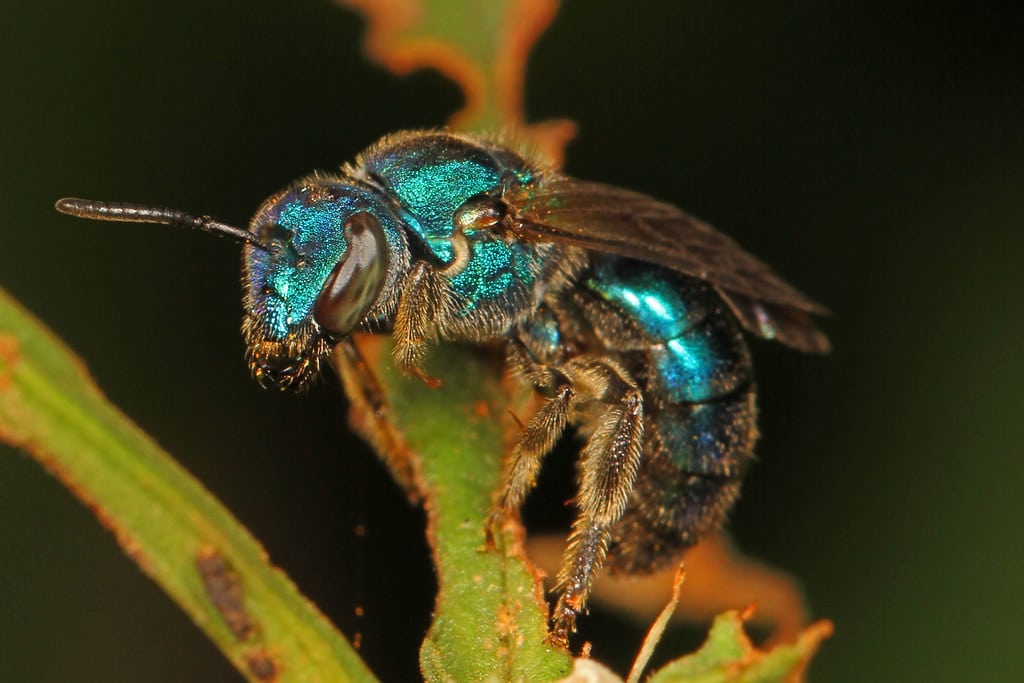 Sweat Bees