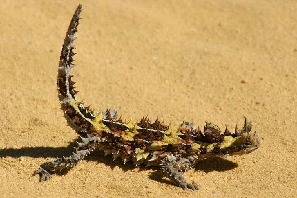 Thorny Devil Lizard