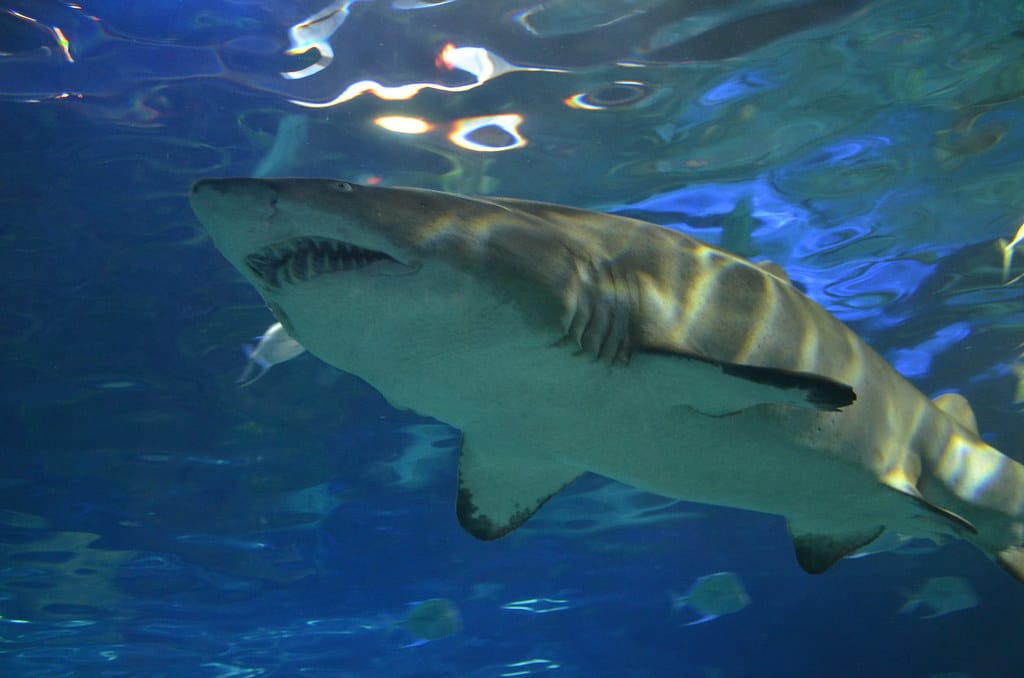 Tiger Shark - Different Types of Sharks