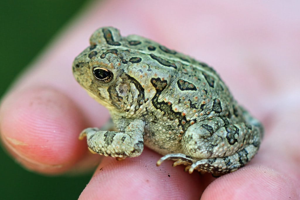 Toad