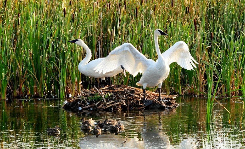 Trumpeter Swans