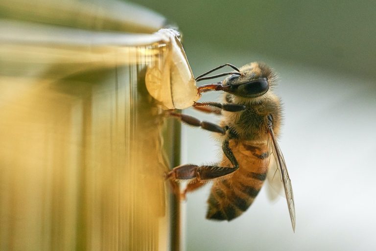 16 Types of Bees in Idaho