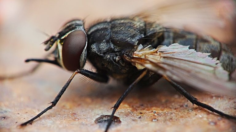 18 Different Types of Insects That Can Fly