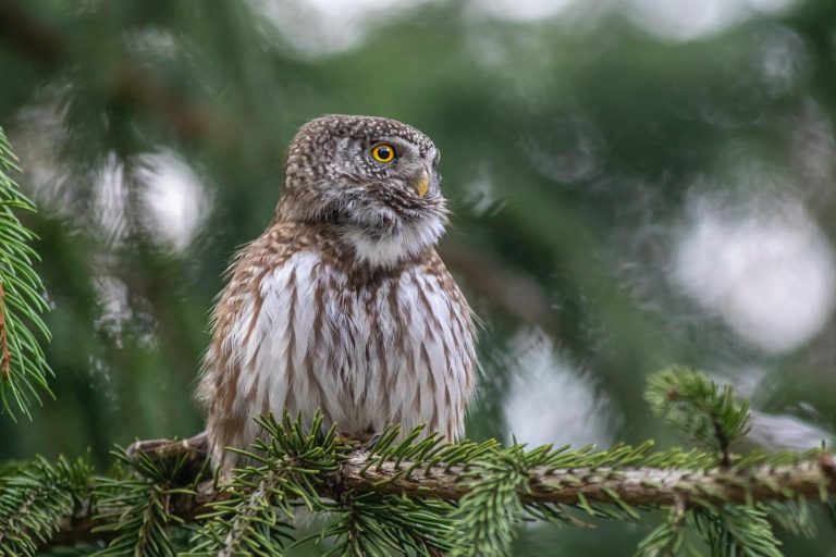 13 Different Types of Owls in Minnesota
