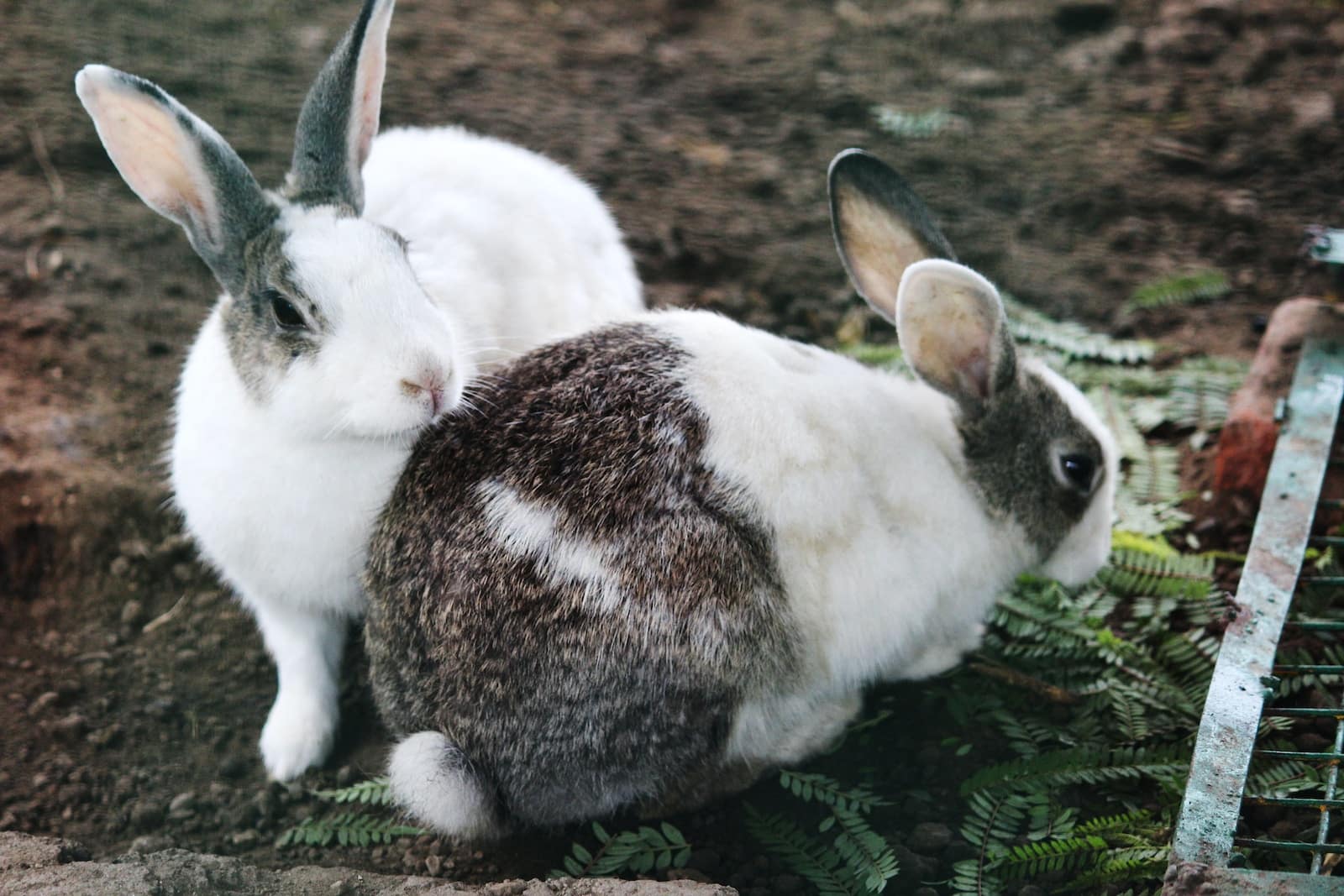 Types of Rabbits in Colorado