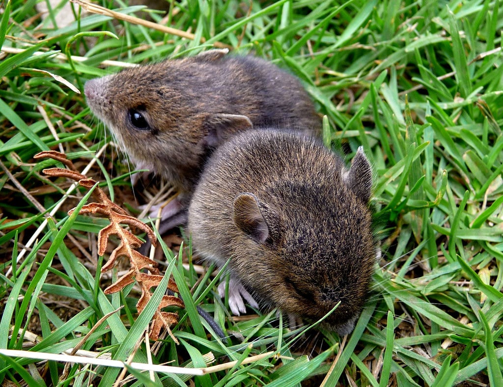 Vole