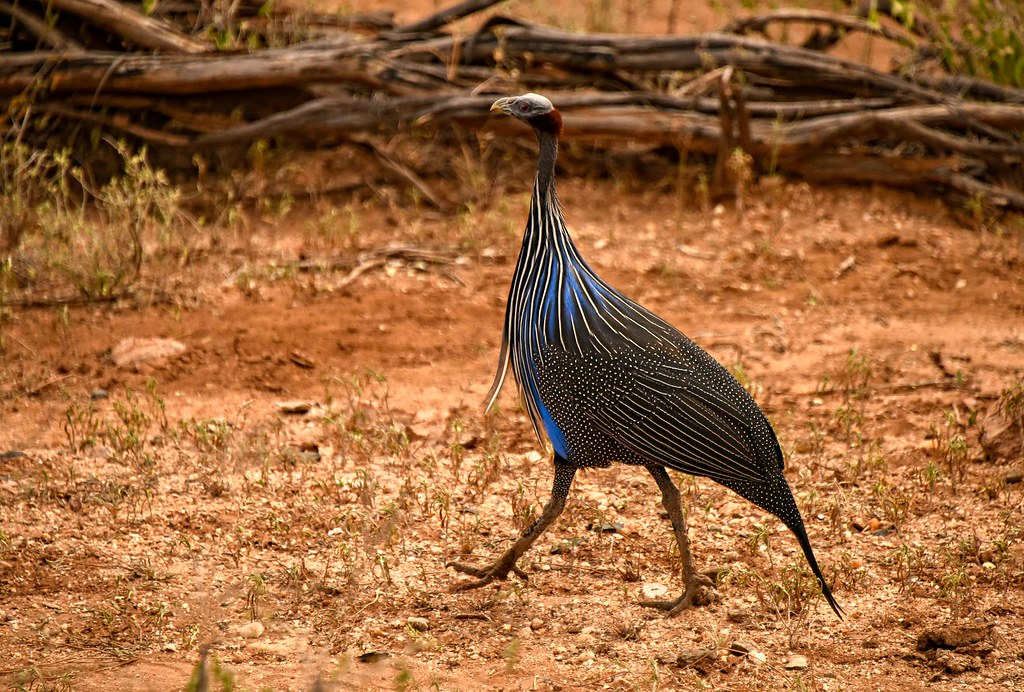 Vulturine Guinea Fowl