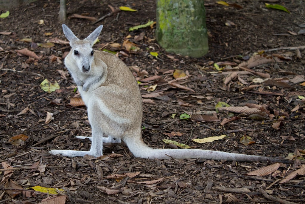 Wallaby