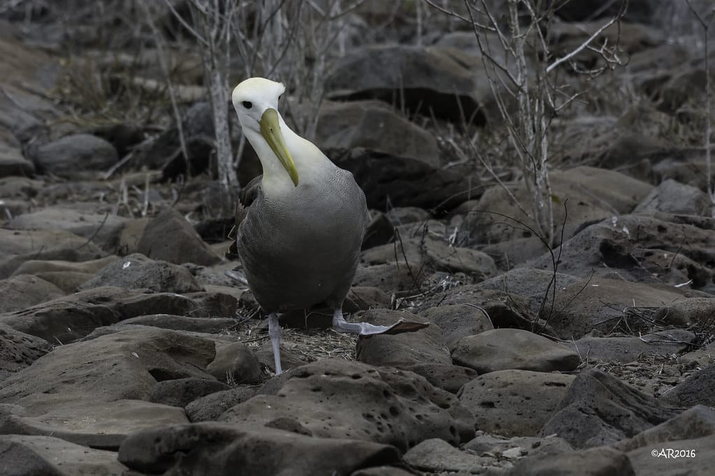 Waved Albatross