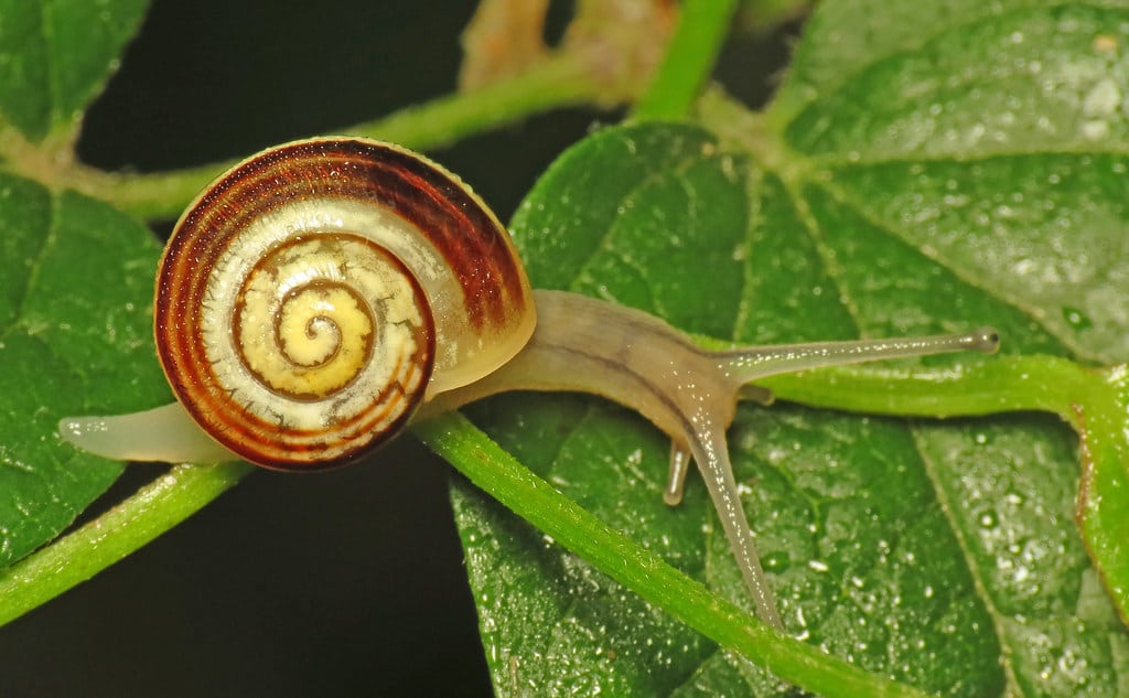 White-lipped Snail