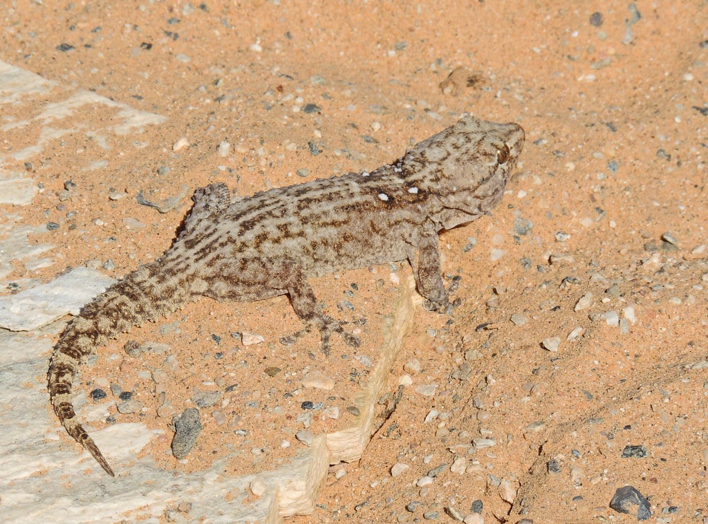 White Spotted Gecko