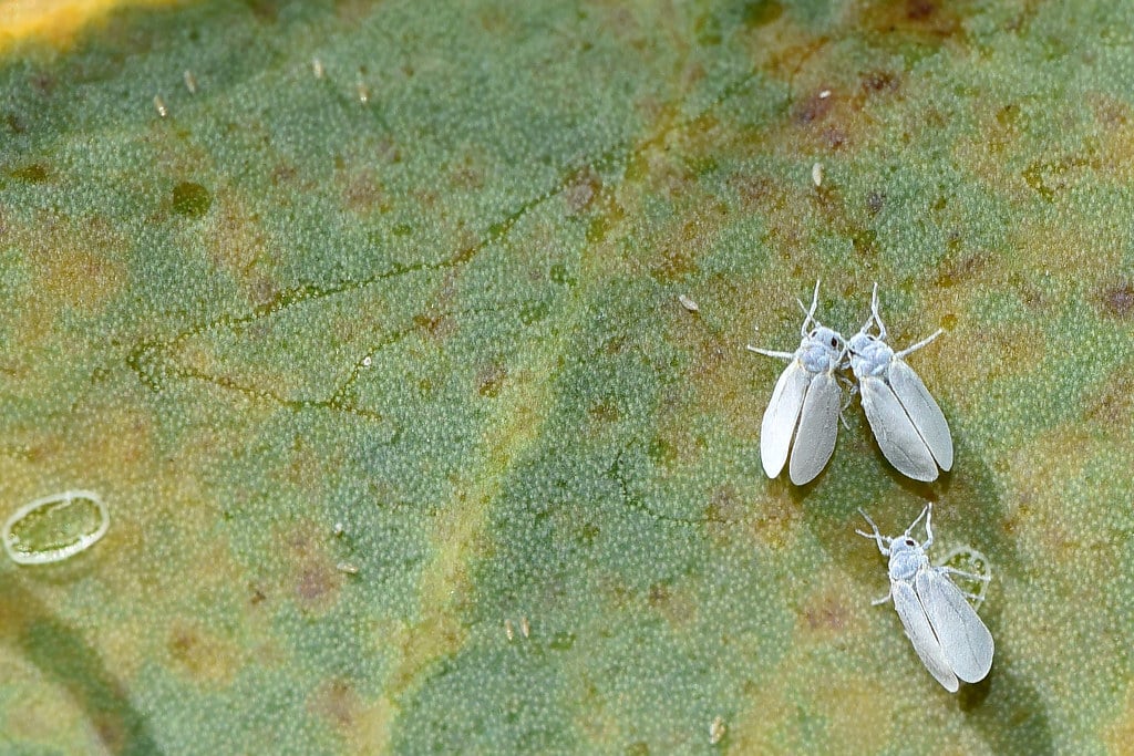 Whiteflies