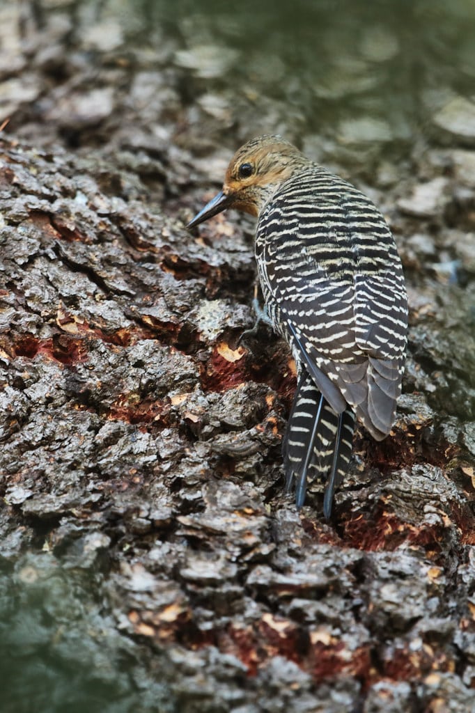 Williamson’s Sapsucker